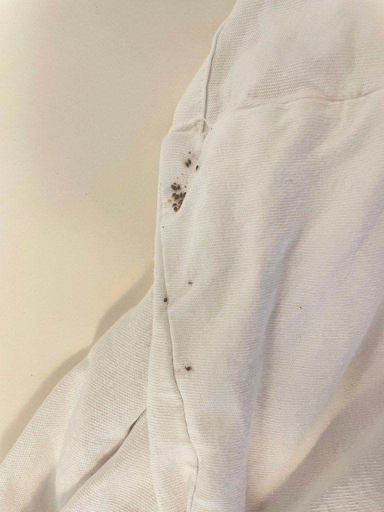 הדברת פשפש המיטה