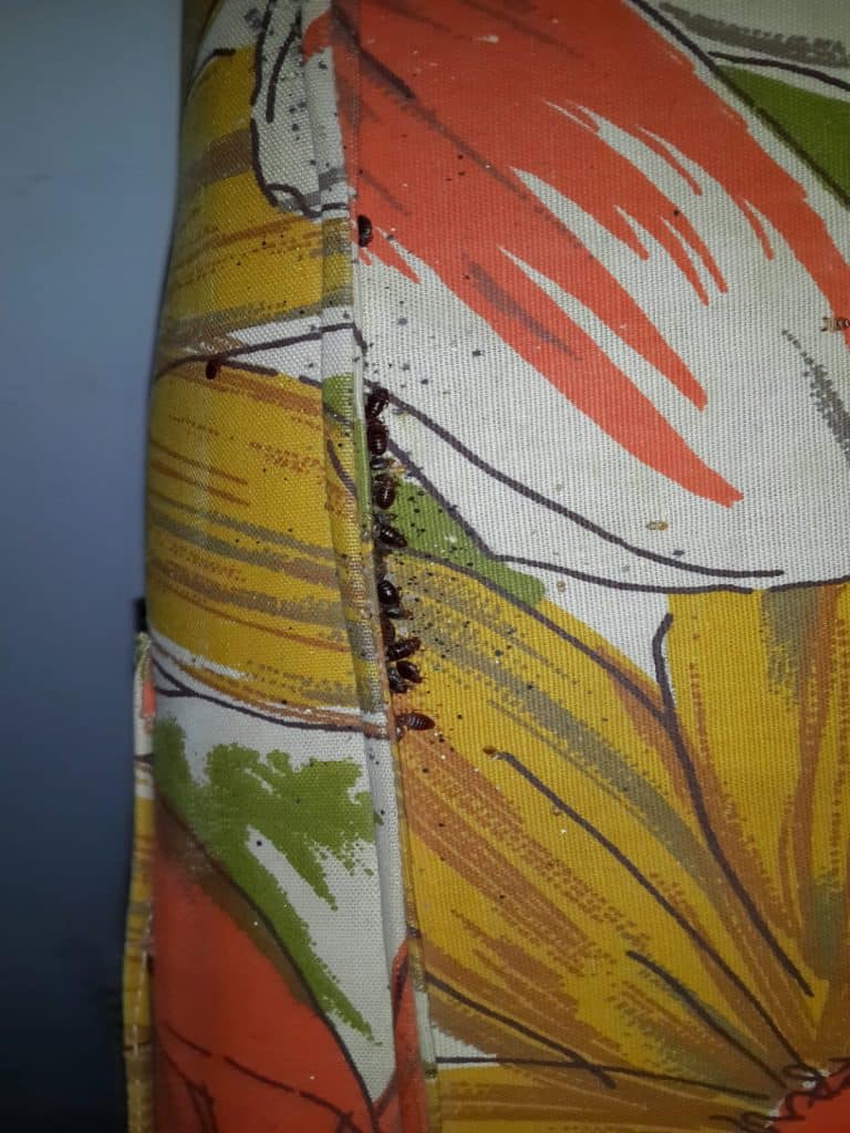 פשפש המיטה על הסדין