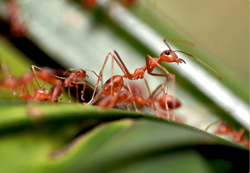 הדברת נמלים ונמלת האש