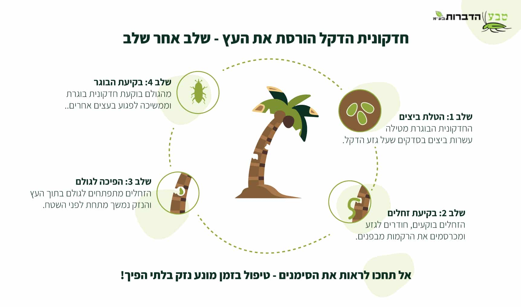 חדקונית הדקל