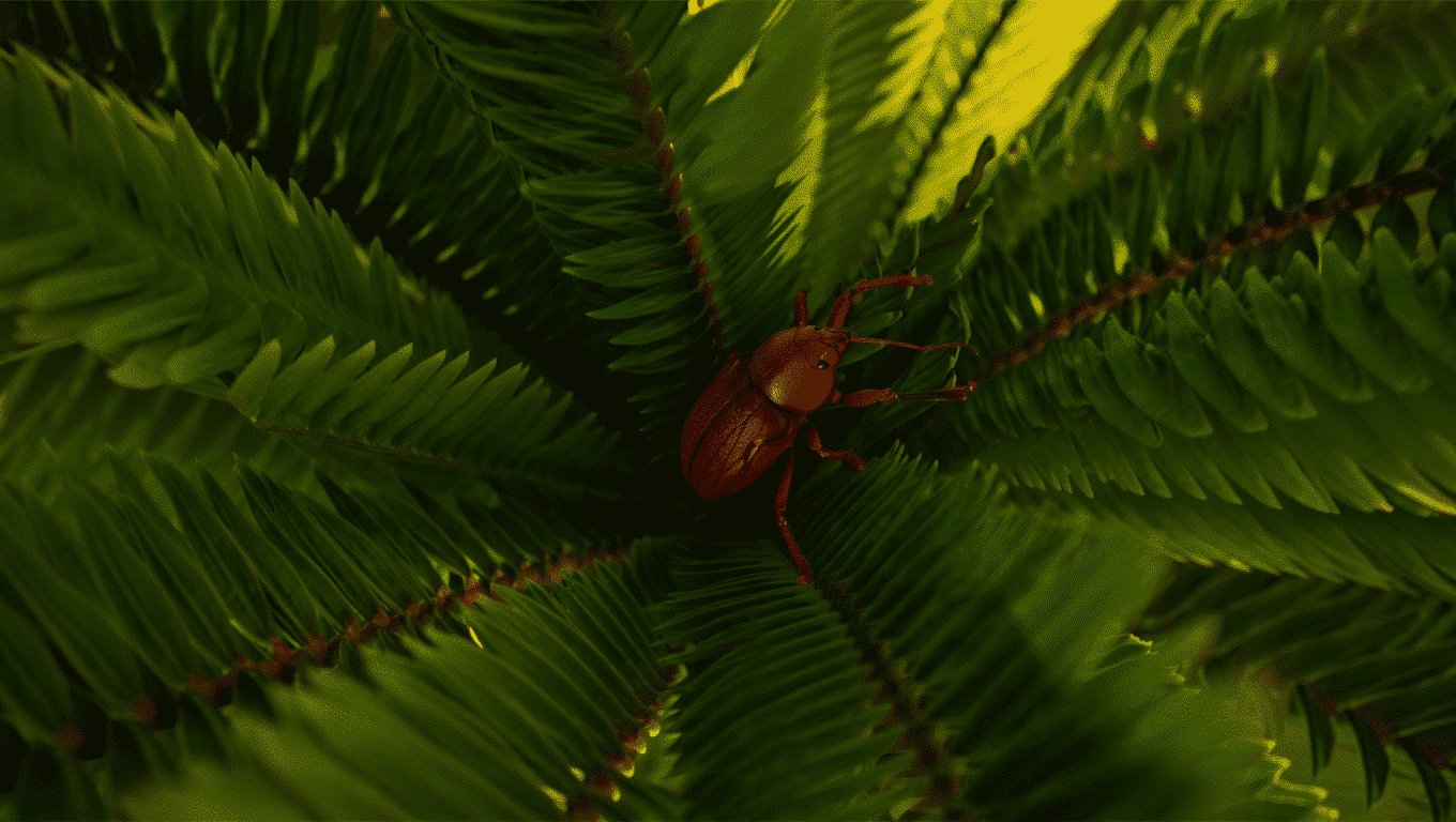 איך מזהים עץ נגוע בחדקונית הדקל טבע הדברות