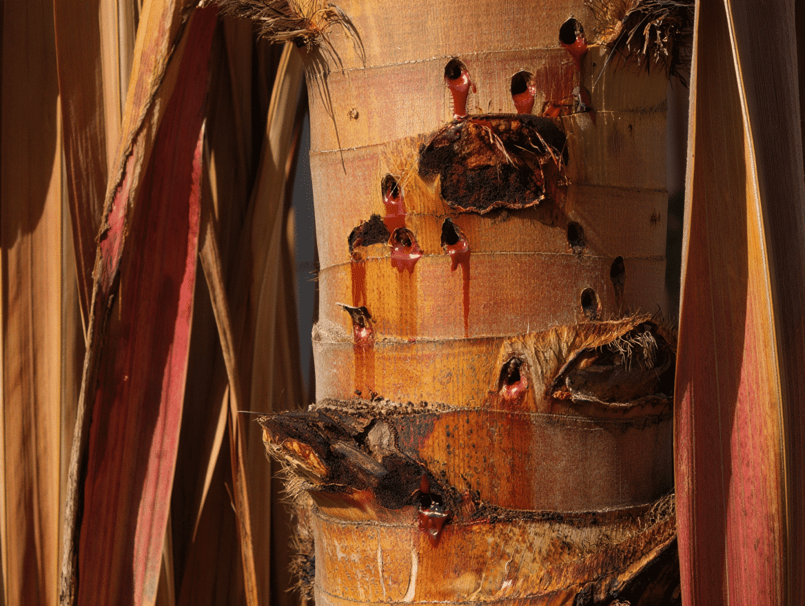 עץ נגוע בחדקונית הדקל טבע הדברות