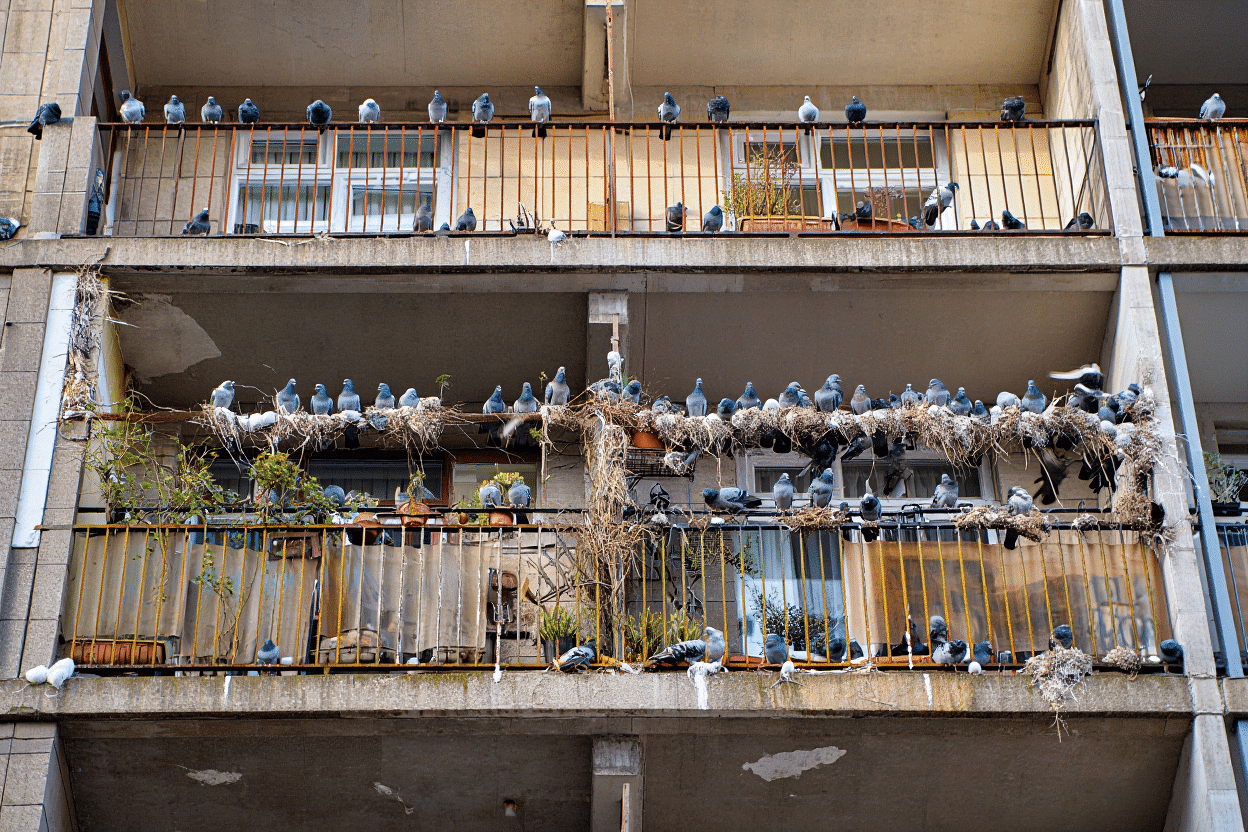 מחלות יונים