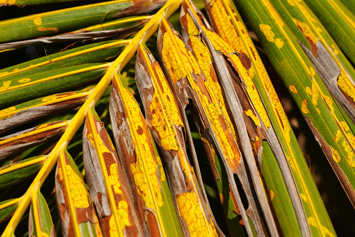 עלי דקל יבשים חדקונית